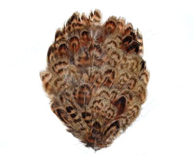 Female Ringneck Pheasant Pad